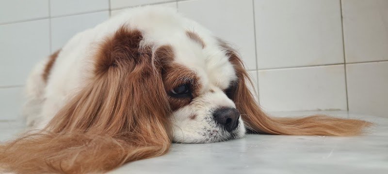 Toelettatura spa ratatouille pet shop Palermo - Foto 5