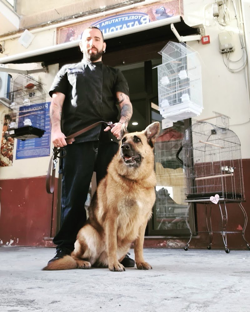 Toelettatura spa ratatouille pet shop Palermo - Foto 6