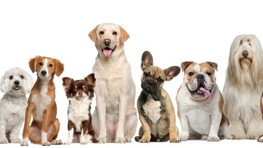 Toelettatura Special Dog di Cico Ventura - Foto 1