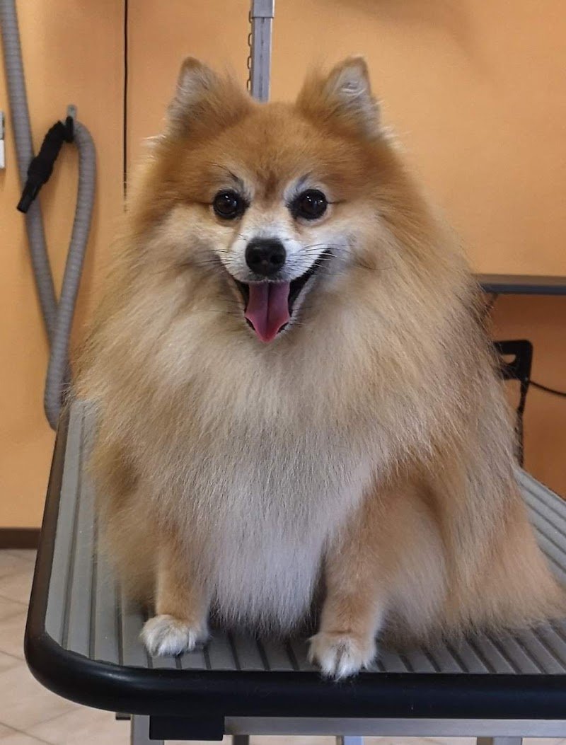 Toelettatura Special Dog di Cico Ventura - Foto 2