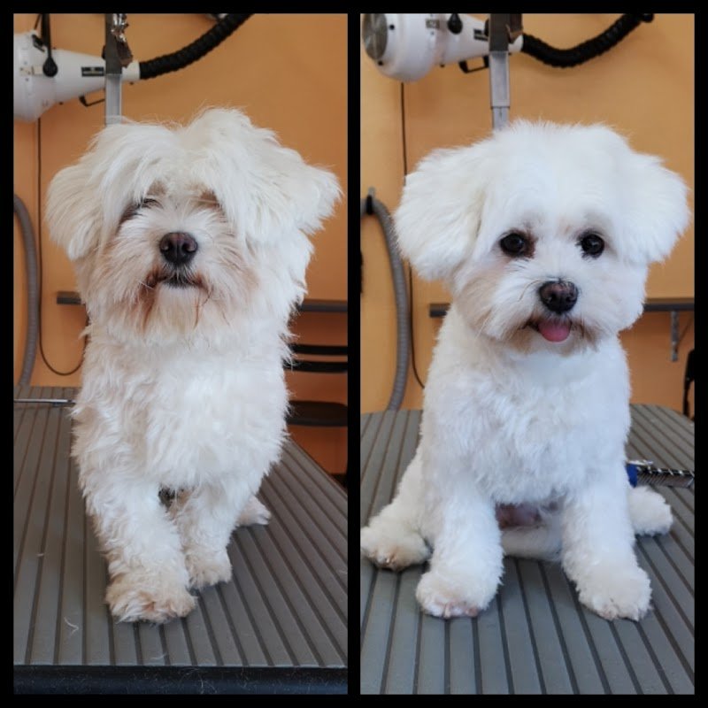 Toelettatura Special Dog di Cico Ventura - Foto 3