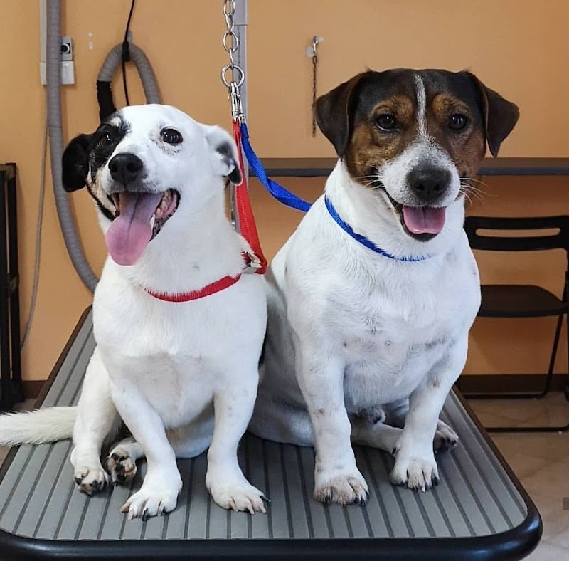 Toelettatura Special Dog di Cico Ventura - Foto 4