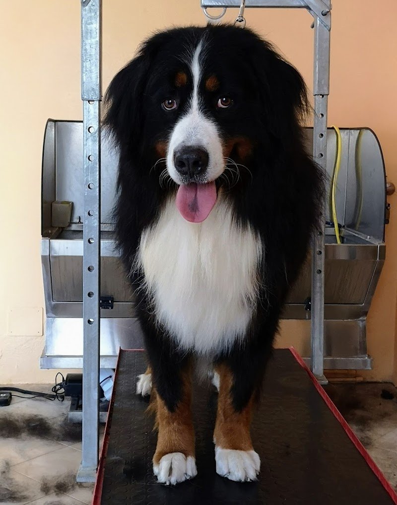 Toelettatura Special Dog di Cico Ventura - Foto 5