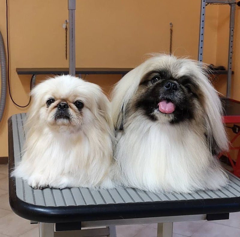 Toelettatura Special Dog di Cico Ventura - Foto 6