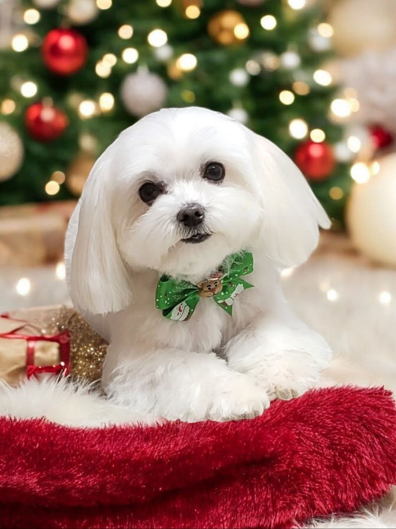 Toelettatura Spinea Dima Fashion Pets - Foto 1