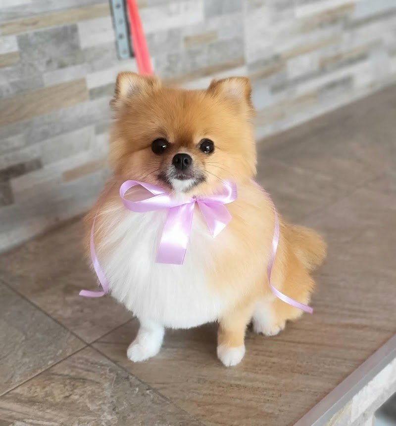 Toelettatura Spinea Dima Fashion Pets - Foto 3