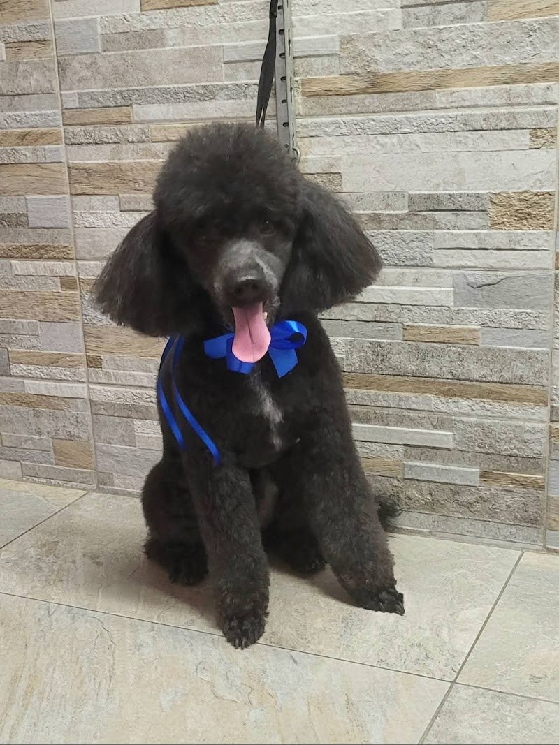 Toelettatura Spinea Dima Fashion Pets - Foto 4