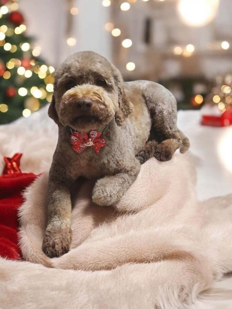 Toelettatura Spinea Dima Fashion Pets - Foto 5