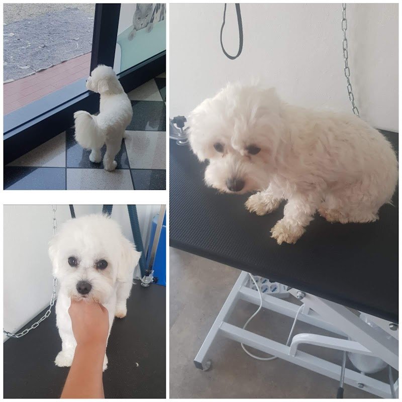 Toelettatura Spinea Dima Fashion Pets - Foto 6