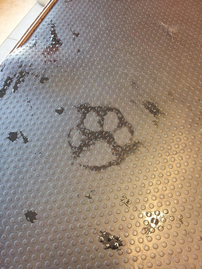 Toelettatura Stella Di Stella Favotto - Foto 1