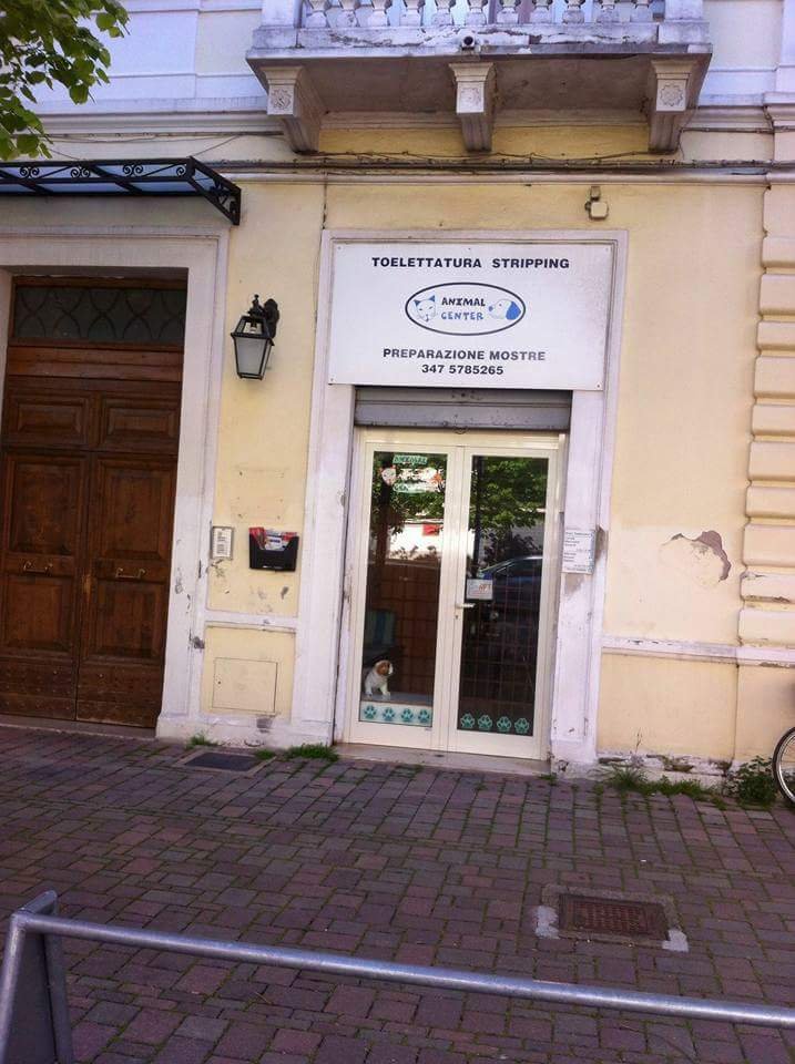 Toelettatura Stripping Animal Center - Foto 1