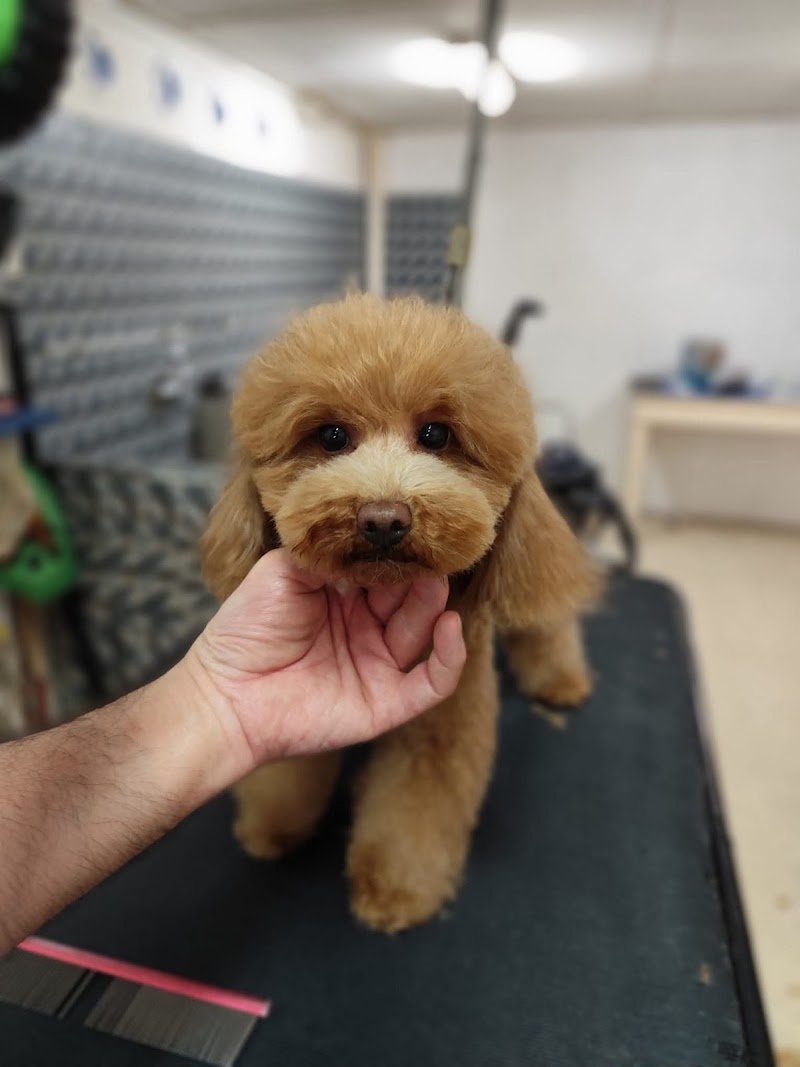 Toelettatura Stripping Animal Center - Foto 2