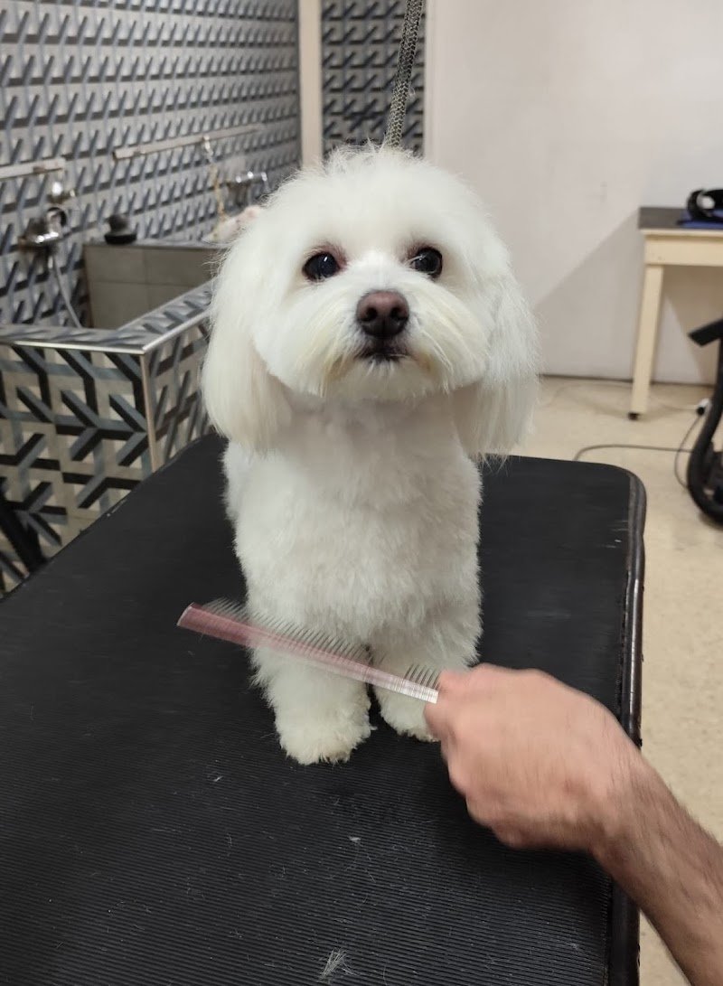 Toelettatura Stripping Animal Center - Foto 3