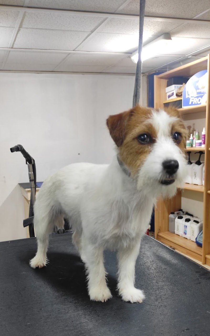 Toelettatura Stripping Animal Center - Foto 4