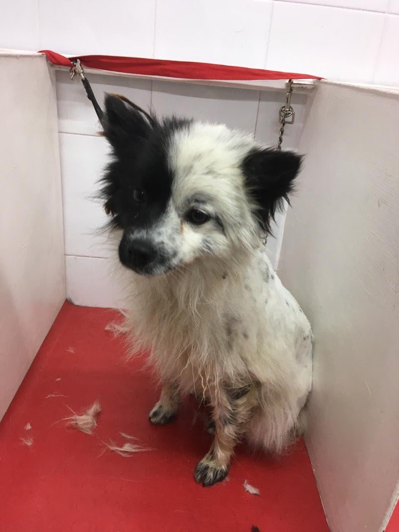 Toelettatura - Foto 1