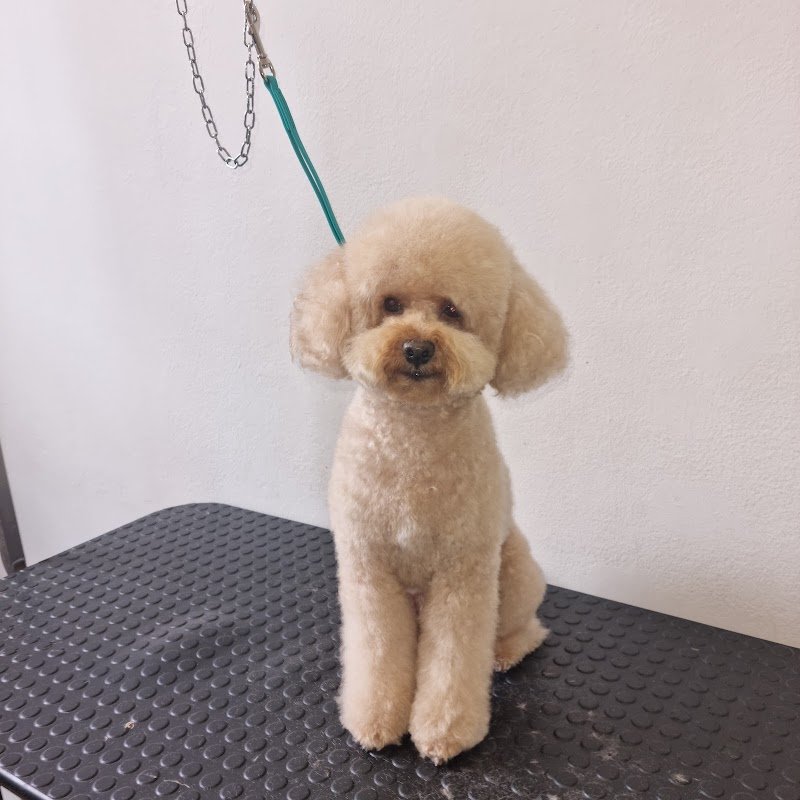 Toelettatura “Tesoro Mio” - Foto 1