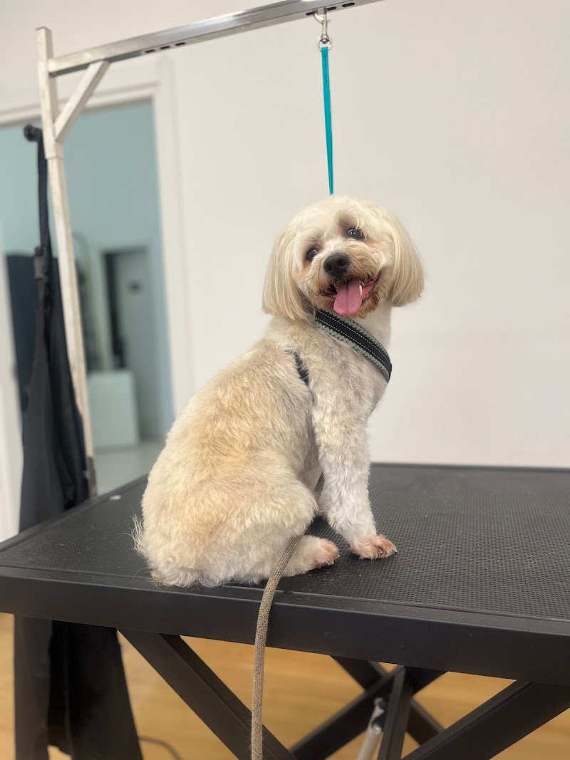 Toelettatura “Tesoro Mio” - Foto 2