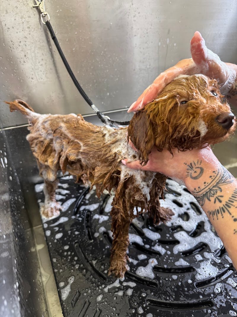 Toelettatura “Tesoro Mio” - Foto 3