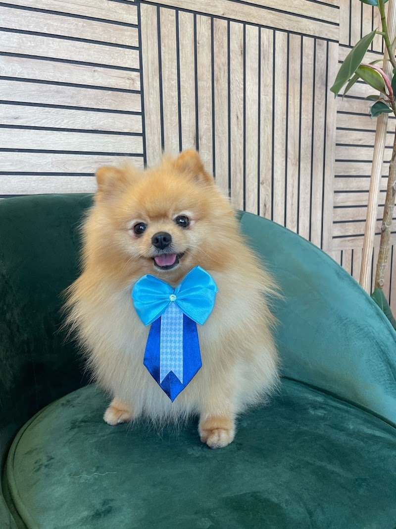 Toelettatura “Tesoro Mio” - Foto 4