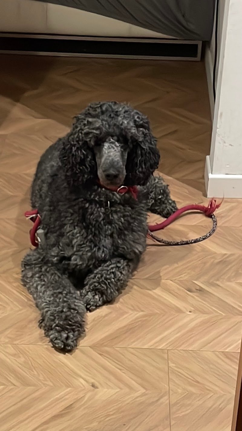 Toelettatura “Tesoro Mio” - Foto 5