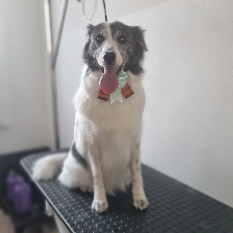 Toelettatura “Tesoro Mio” - Foto 6