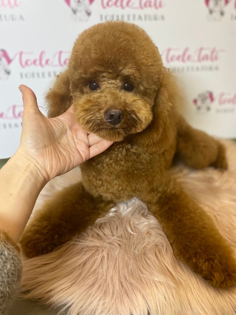 Toelettatura Toele...Tati - Foto 2