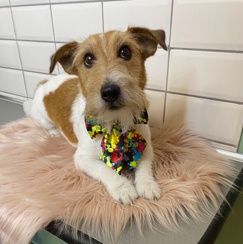 Toelettatura Toele...Tati - Foto 5