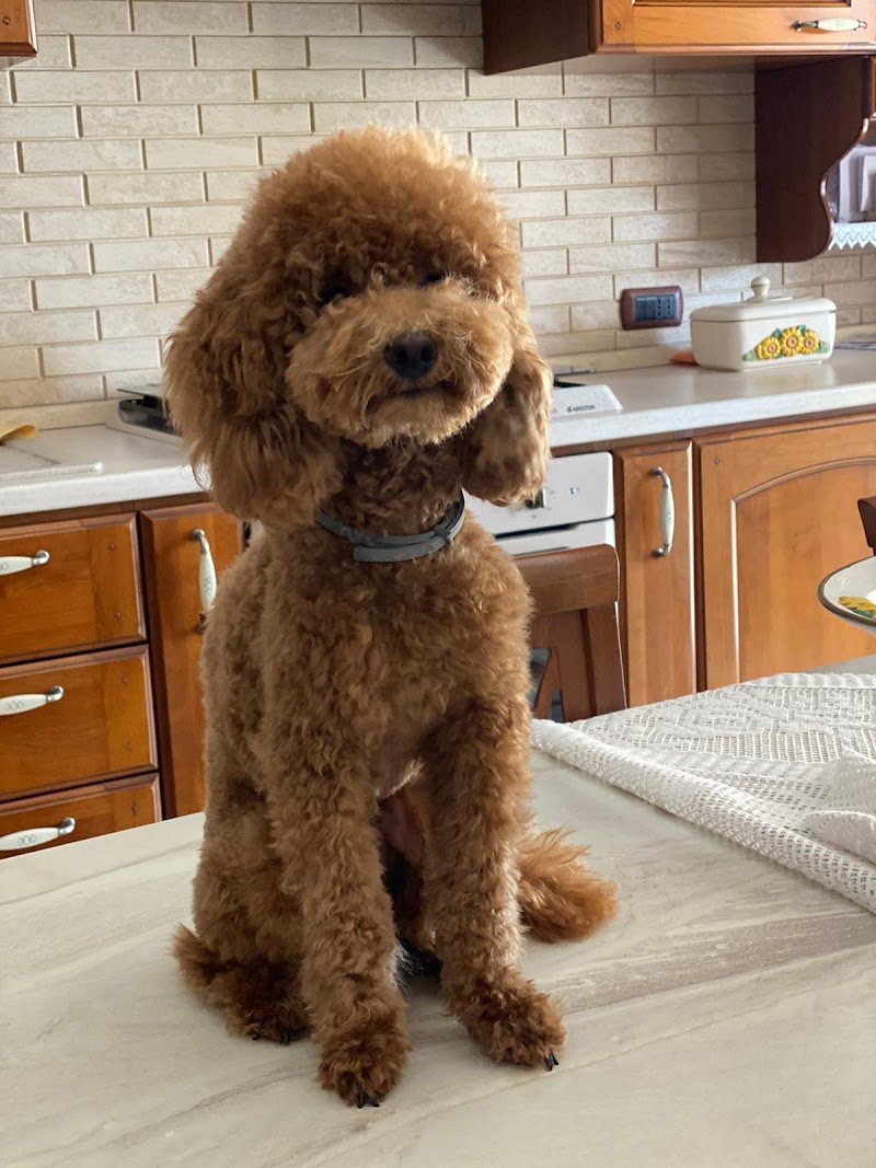 Toelettatura Torre Annunziata - DOGLAB - Foto 1