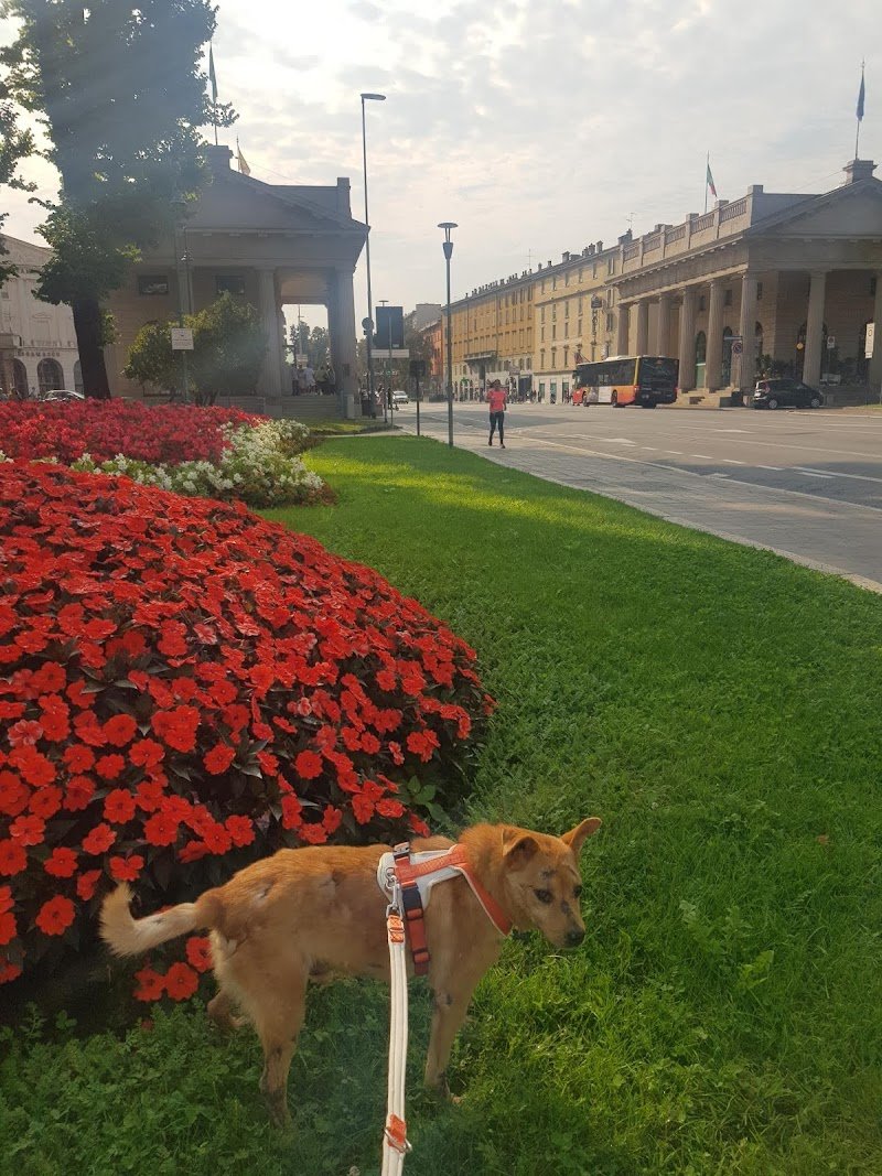 Toelettatura Torre Annunziata - DOGLAB - Foto 4