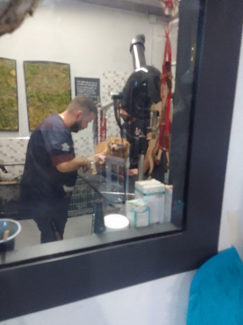 Toelettatura Torre Annunziata - DOGLAB - Foto 5