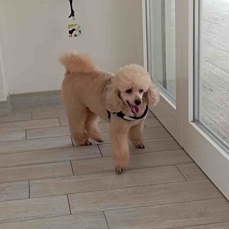 Toelettatura Trendy Dog - Foto 2