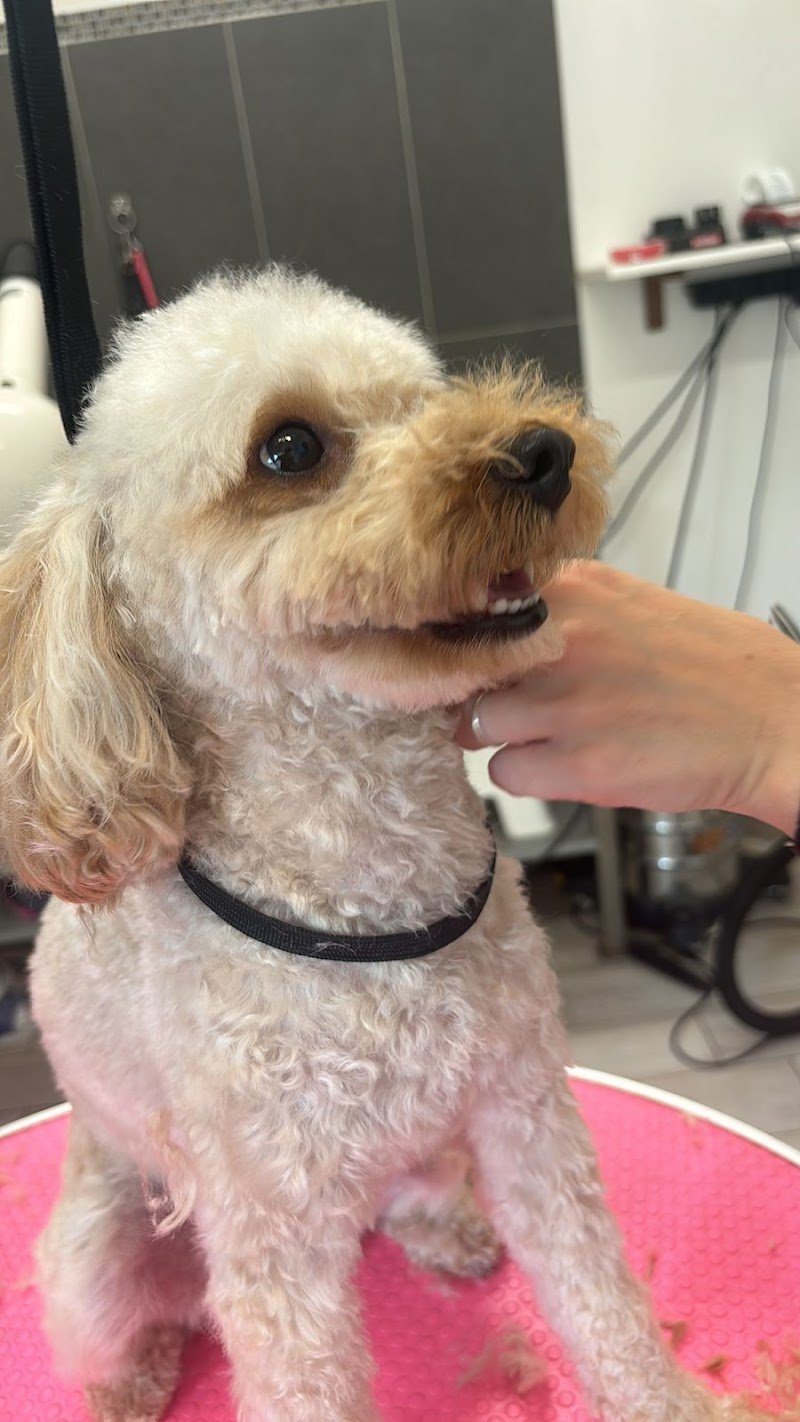 Toelettatura Trendy Dog - Foto 3