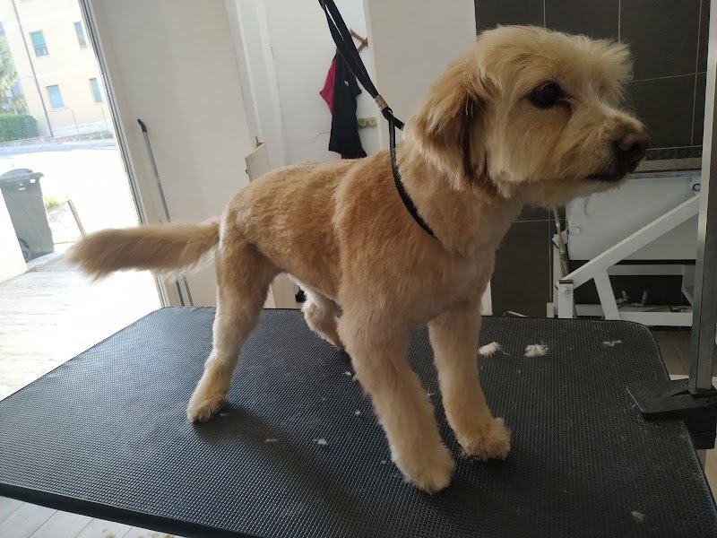 Toelettatura Trendy Dog - Foto 4