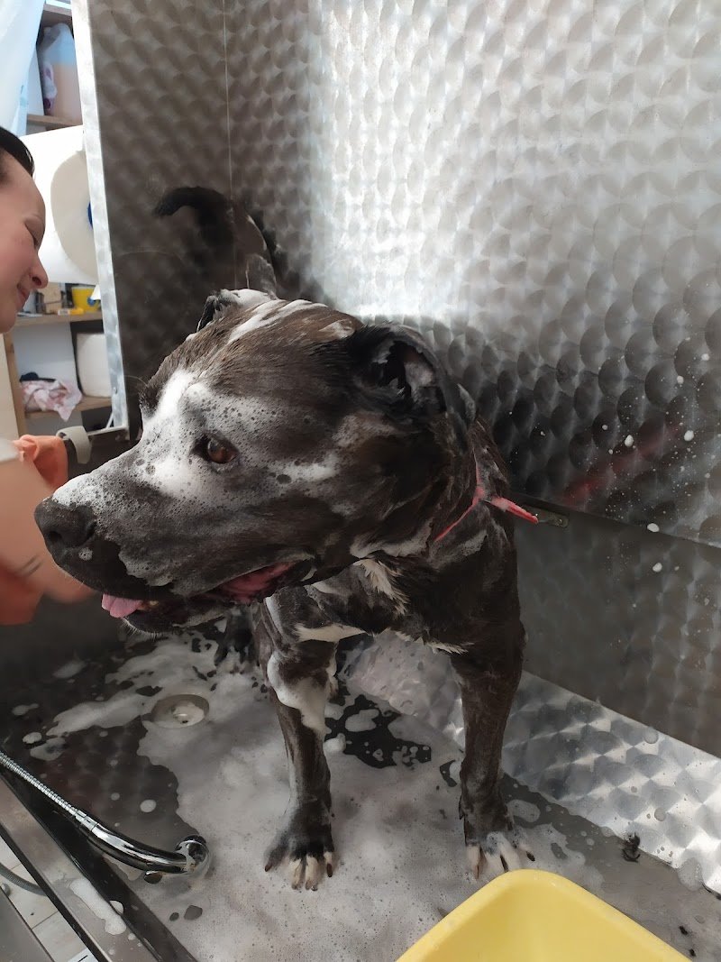 Toelettatura Trendy Dog - Foto 6