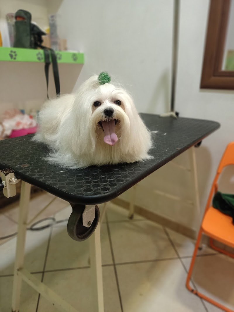 Toelettatura Ugo Oliva - Foto 1