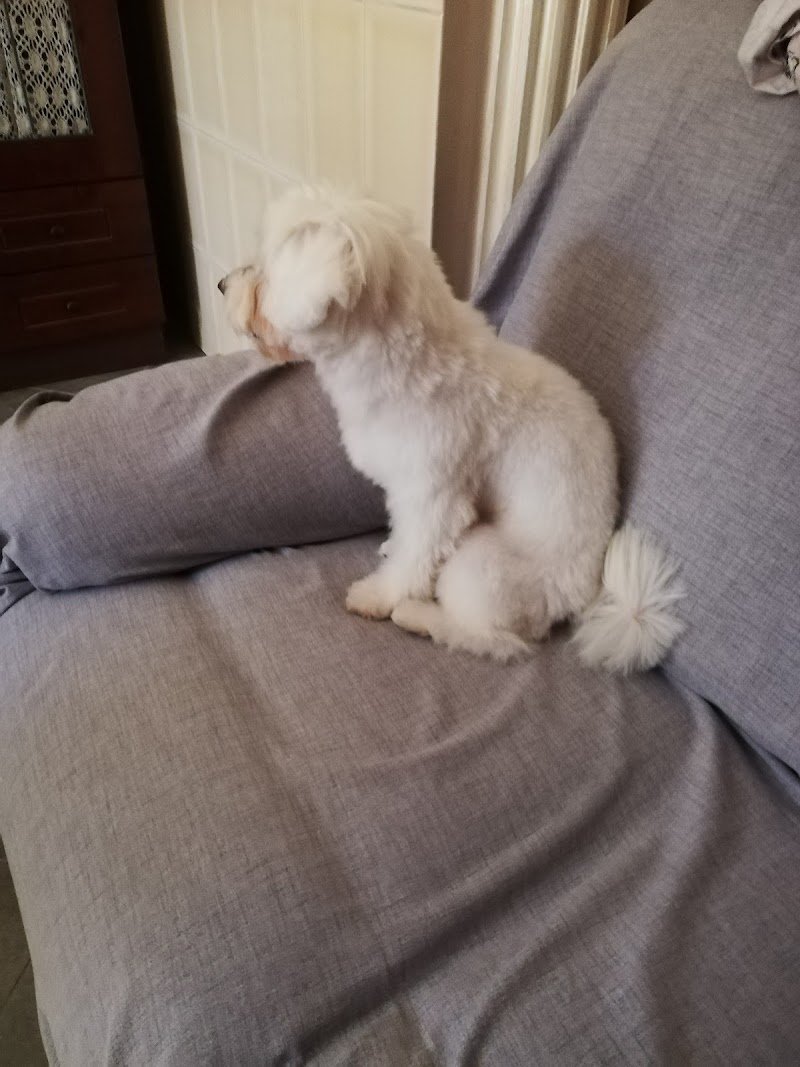 Toelettatura Ugo Oliva - Foto 2