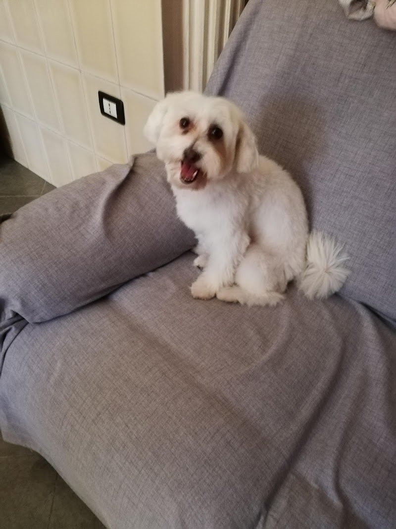 Toelettatura Ugo Oliva - Foto 5