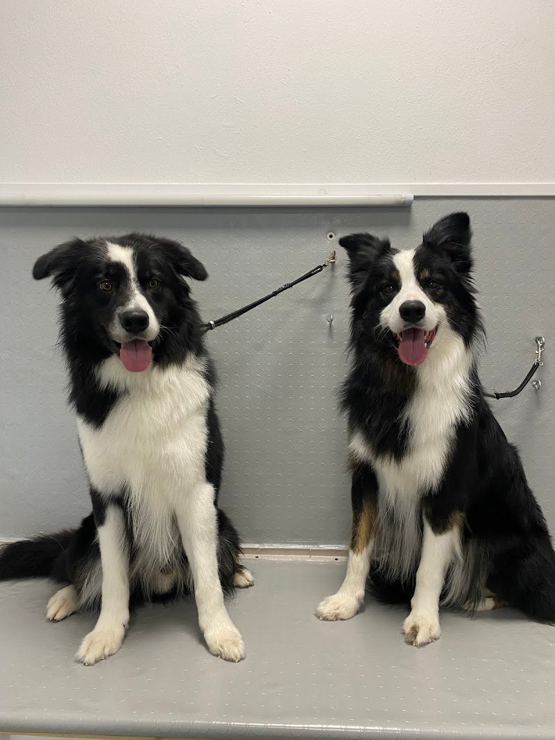 Toelettatura “UN BAGNO DI COCCOLE “ - Foto 2