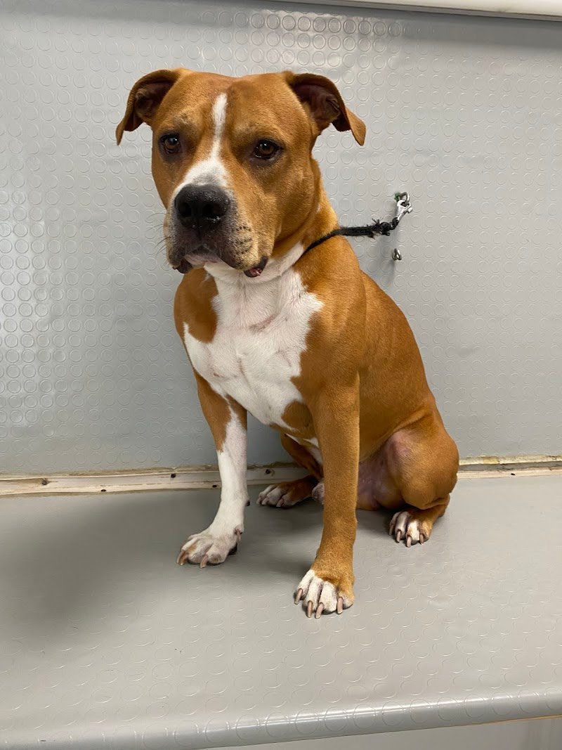 Toelettatura “UN BAGNO DI COCCOLE “ - Foto 3