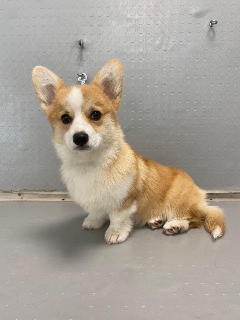 Toelettatura “UN BAGNO DI COCCOLE “ - Foto 6