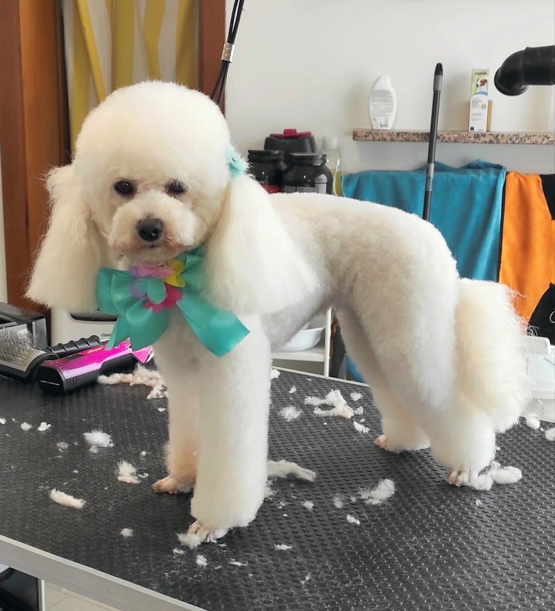 toelettatura una zampa sul cuore - Foto 1