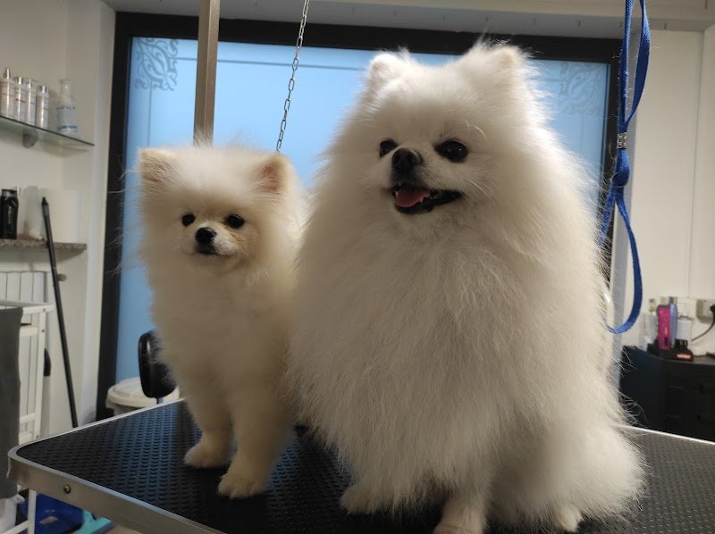 toelettatura una zampa sul cuore - Foto 2