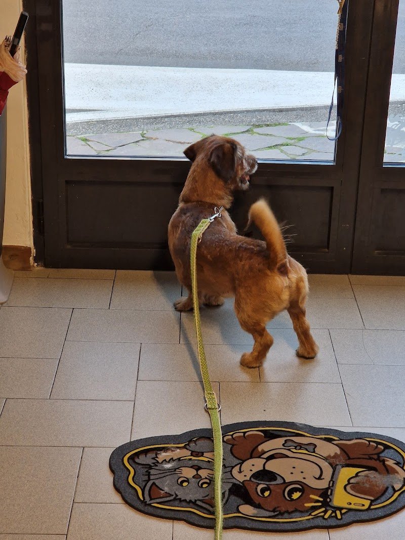 toelettatura una zampa sul cuore - Foto 3