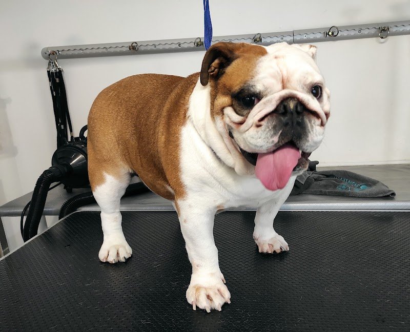 toelettatura una zampa sul cuore - Foto 4