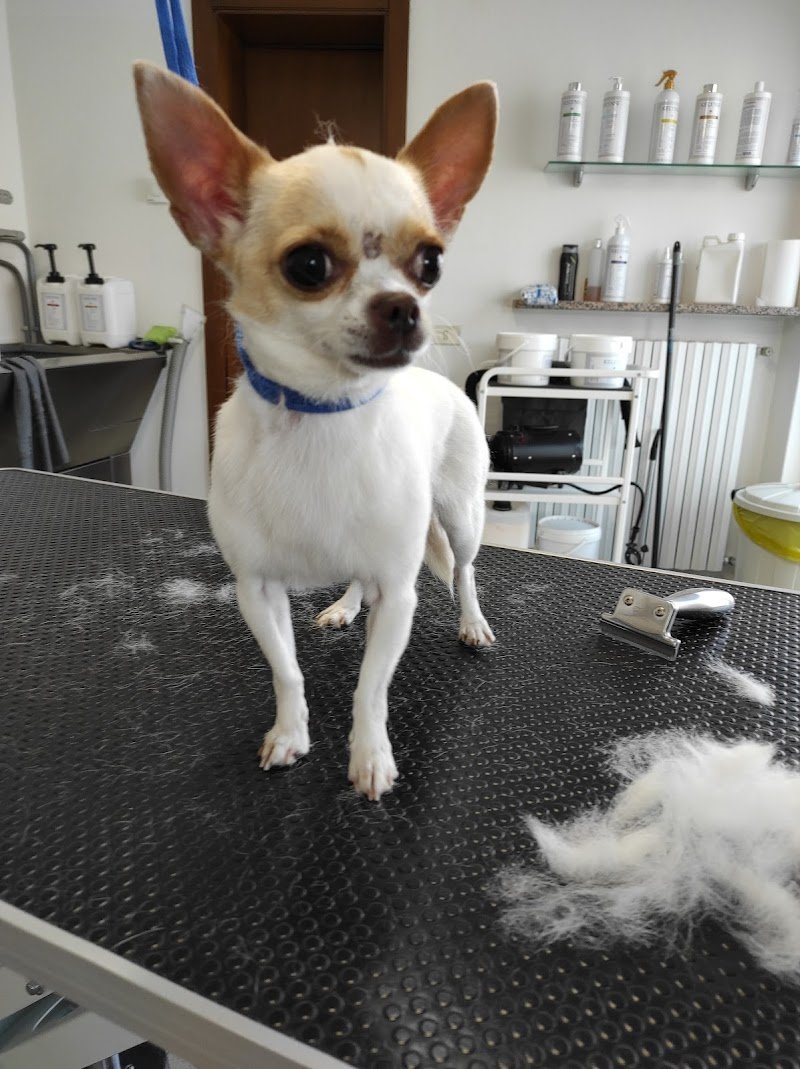 toelettatura una zampa sul cuore - Foto 5