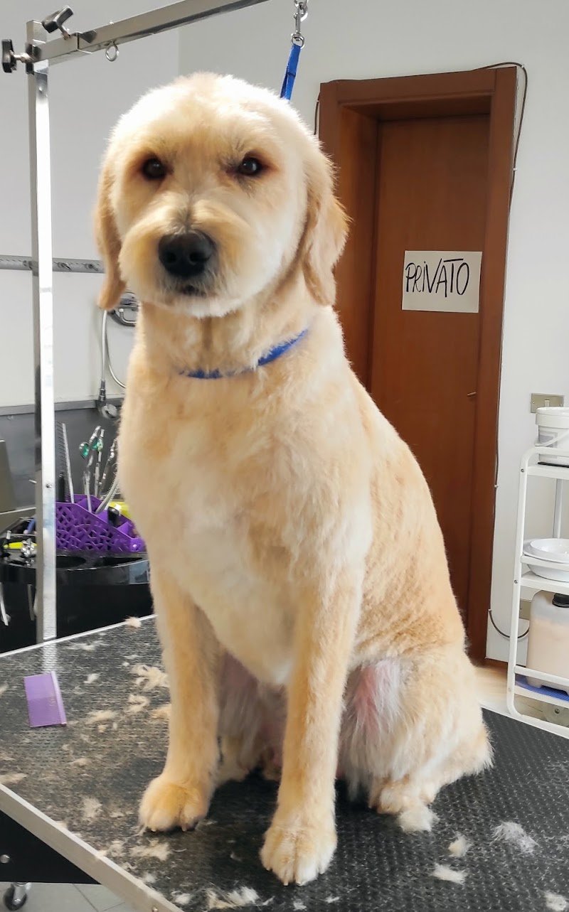 toelettatura una zampa sul cuore - Foto 6