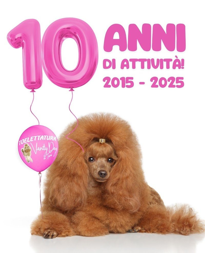 Toelettatura Vanity Dog - Foto 1