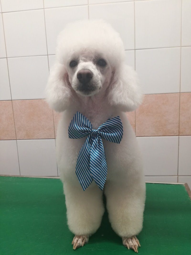 Toelettatura Vanity Dog - Foto 2