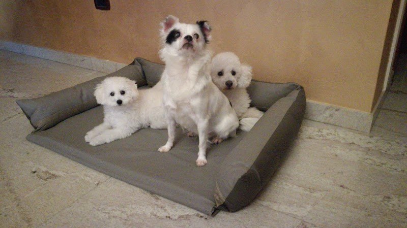 Toelettatura Vanity Dog - Foto 3