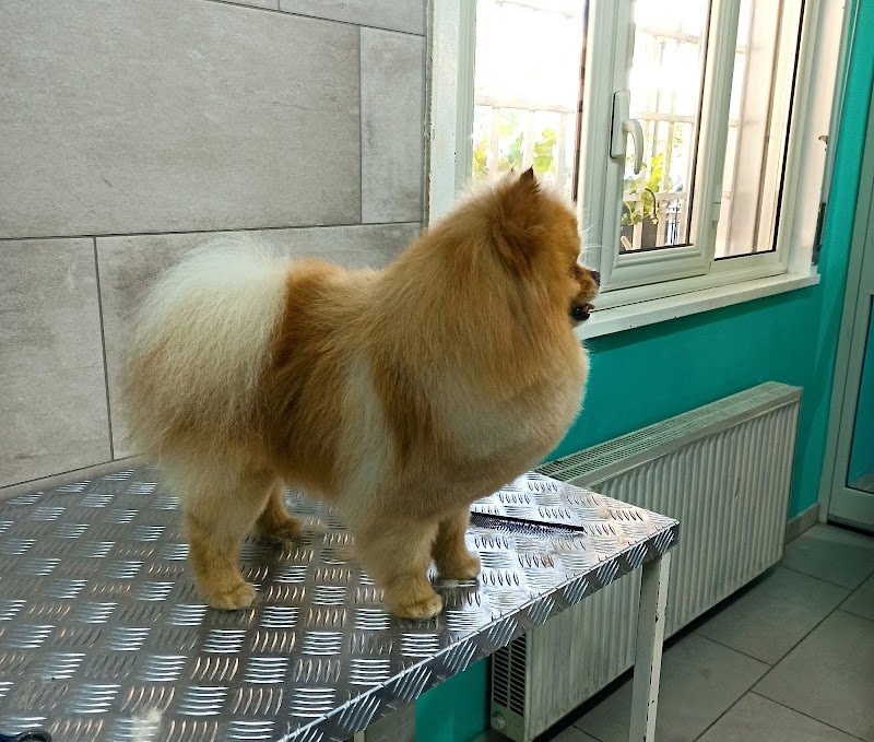 Toelettatura-Vanity Dog - Foto 1